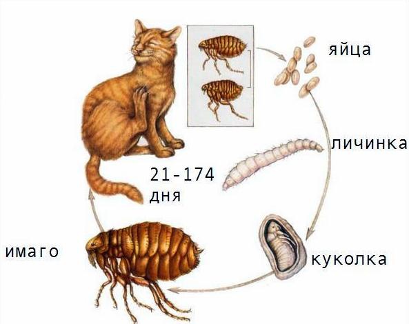 картинка появление блох